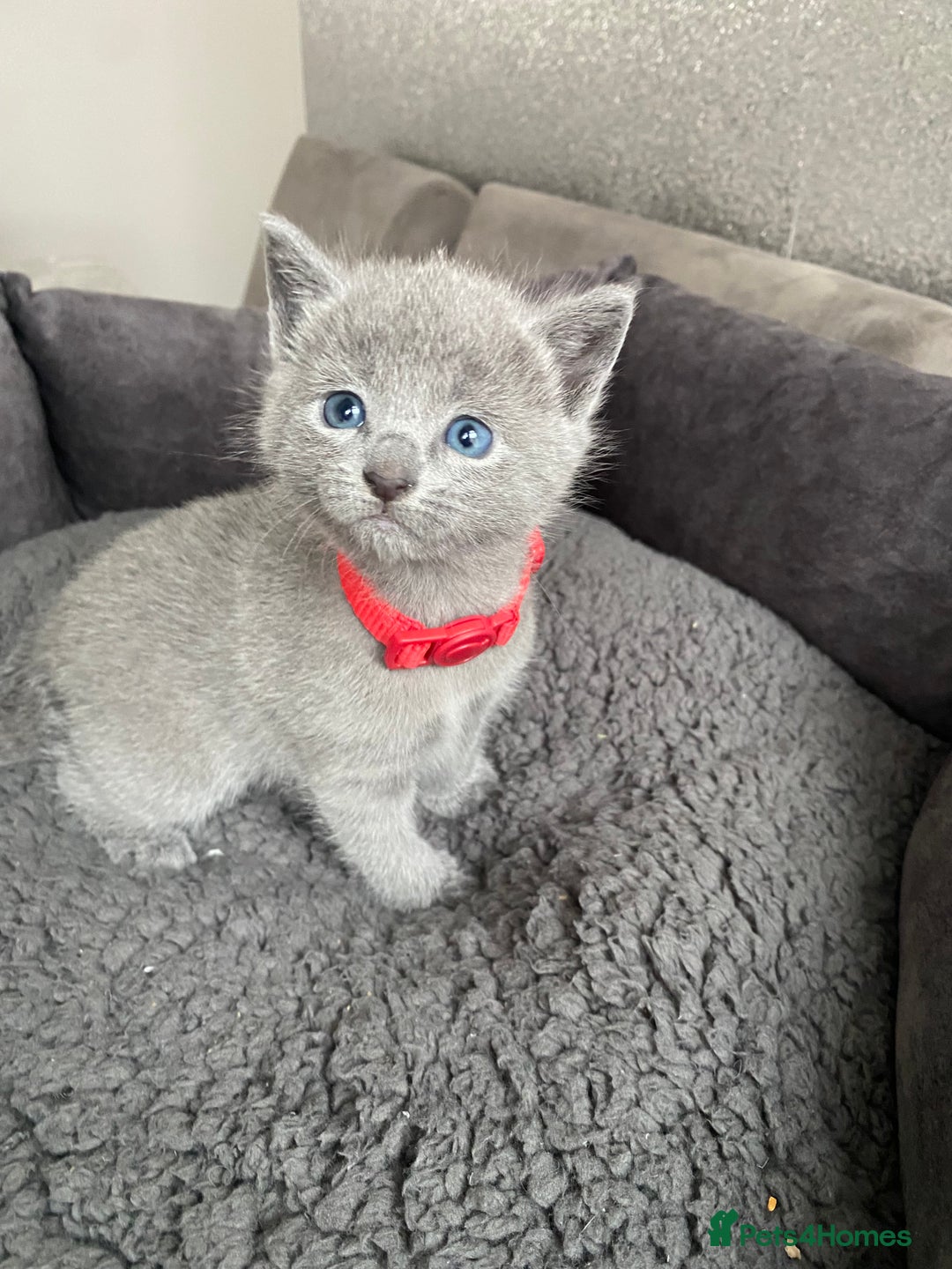 Russian Blue cats for sale: Russian blue kittens  - Advert 25