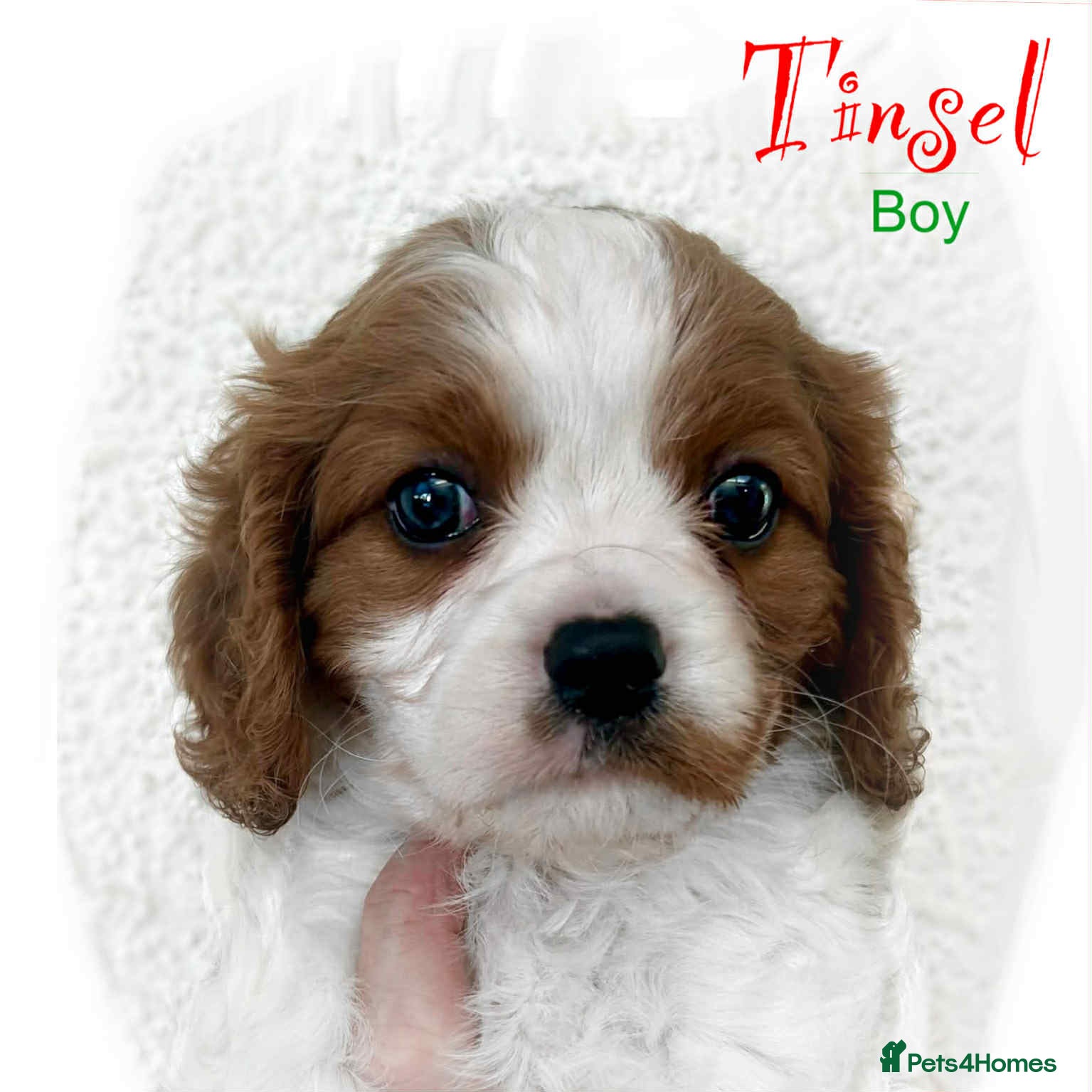 Cavalier King Charles Spaniel dogs **Just 1 left** Beautiful Cavalier Puppies - Advert 3