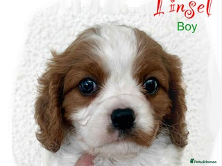 Cavalier King Charles Spaniel dogs **Just 1 left** Beautiful Cavalier Puppies - Advert 3