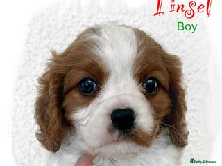 Cavalier King Charles Spaniel dogs **Just 1 left** Beautiful Cavalier Puppies - Advert 6
