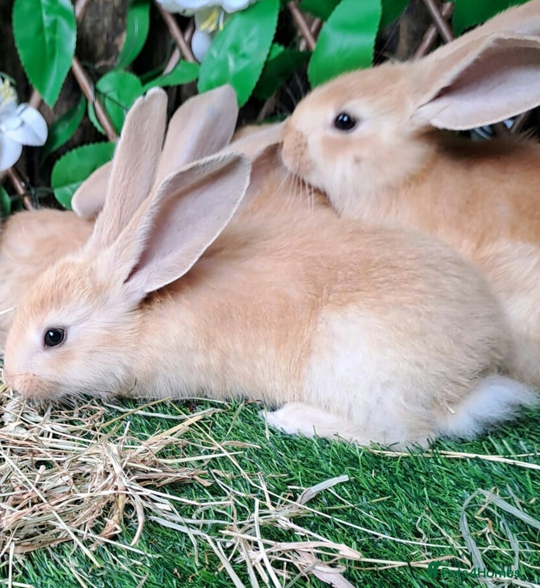 Continental Giant rabbits for sale: PURE BRED Continental Giants  VACCINATED RESERVE   - Image 9