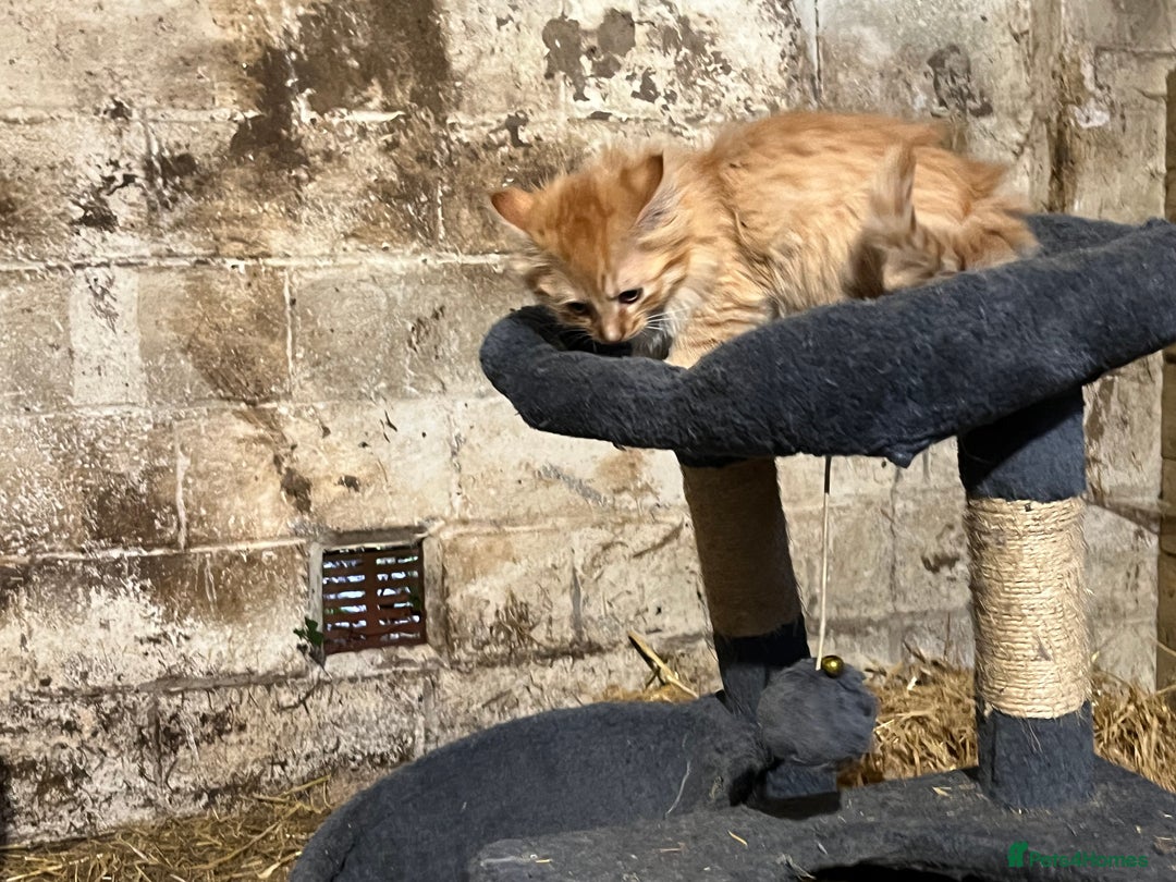 Mixed Breed cats for sale: Beautiful farm kittens  - Image 8