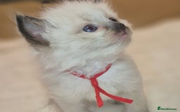 Ragdoll cats for sale: Proven healthy ragdolls 🐾 Sepias & traditionals   - Image 27