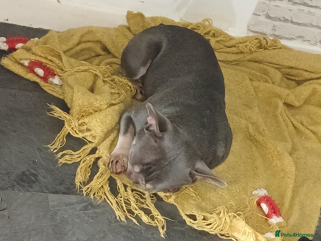 French Bulldog dogs for sale: Loving Home Needed – Please Read Fully - Advert 6