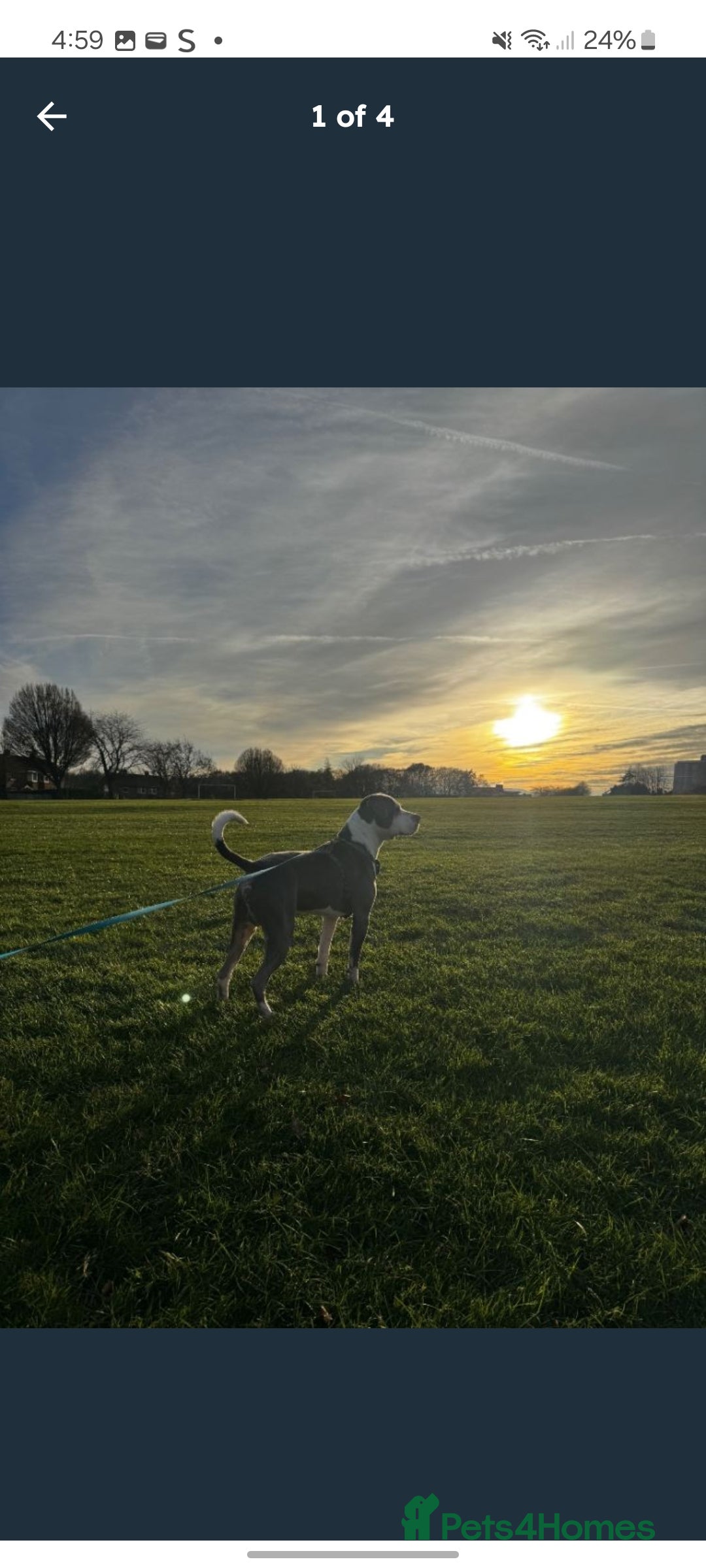 Mixed Breed dogs for sale: Mix  breed - Advert 2