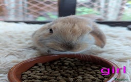 English Lop rabbits for sale: Lop mixed dot baby bunnies - Image 19