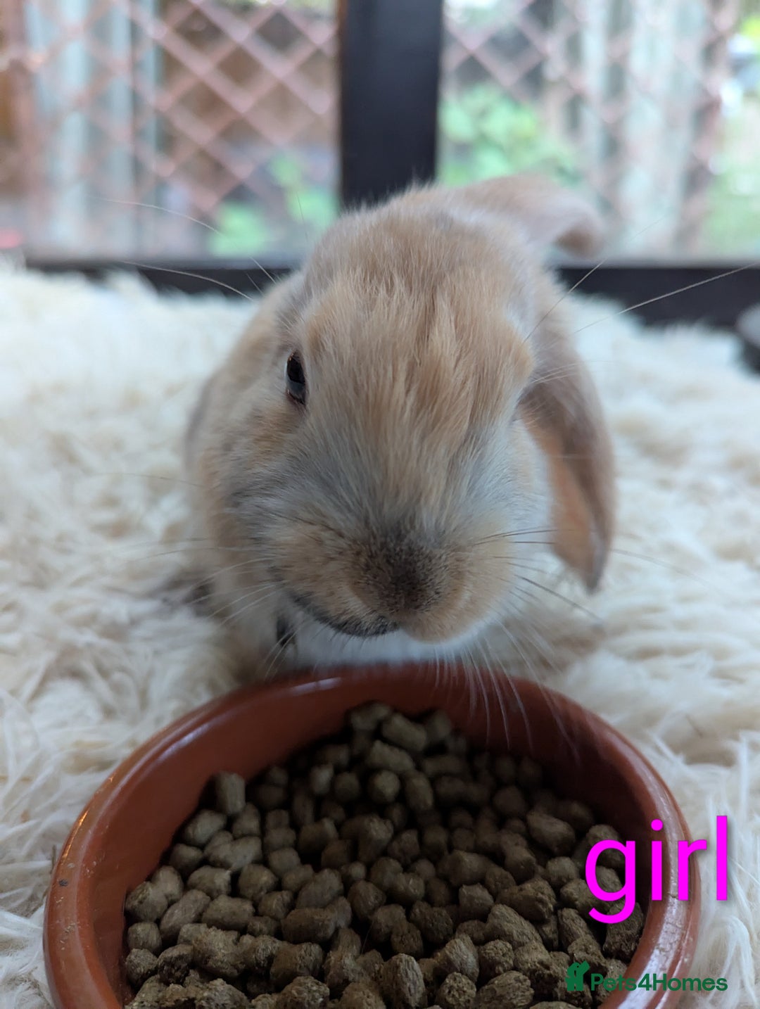 English Lop rabbits for sale: Lop mixed dot baby bunnies - Image 19