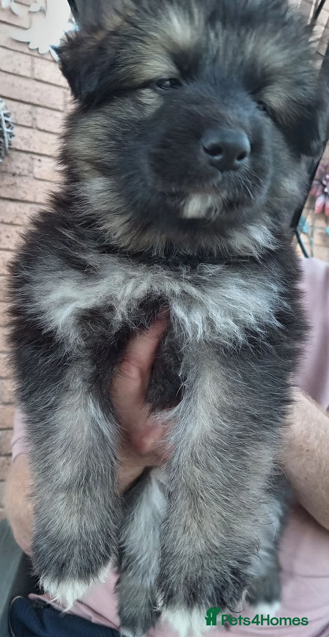 German Shepherd dogs for sale: Long Hair German Shepherd Puppies  in Chorley - Advert 14