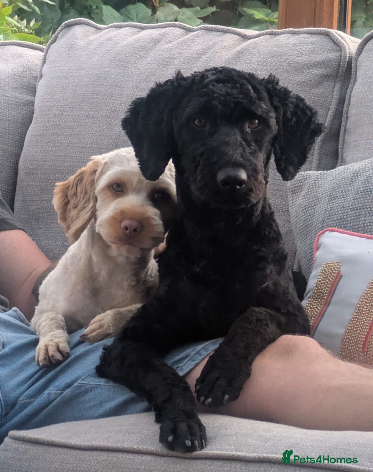 Mixed Breed dogs Sproodle x cockapoo puppies  - Advert 1