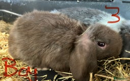 Mini Lop rabbits for sale: Super Friendly Mini Lop Babies - Image 4
