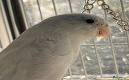 Lovebirds birds for sale: Blue parrotlet - Image 2