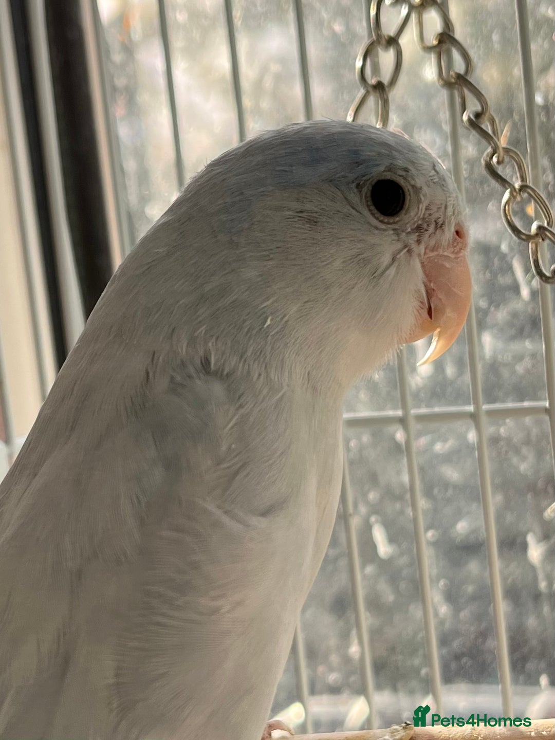 Lovebirds birds for sale: Blue parrotlet - Image 2