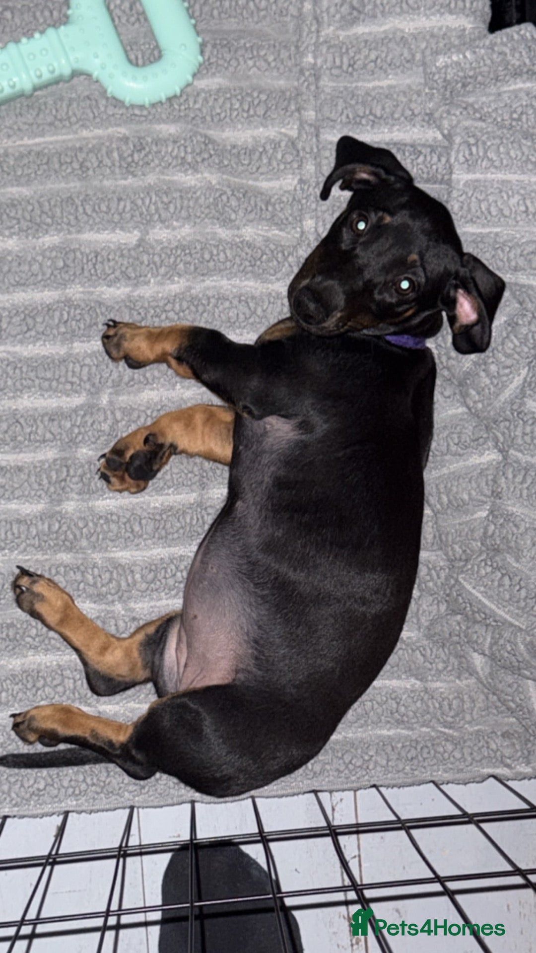 Dachshund dogs DACHSHUND PUP LAST GIRL REMAINING!! - Advert 5
