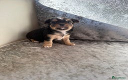 Chihuahua dogs for sale: Exquisite Chihuahua puppies ready now  - Image 7