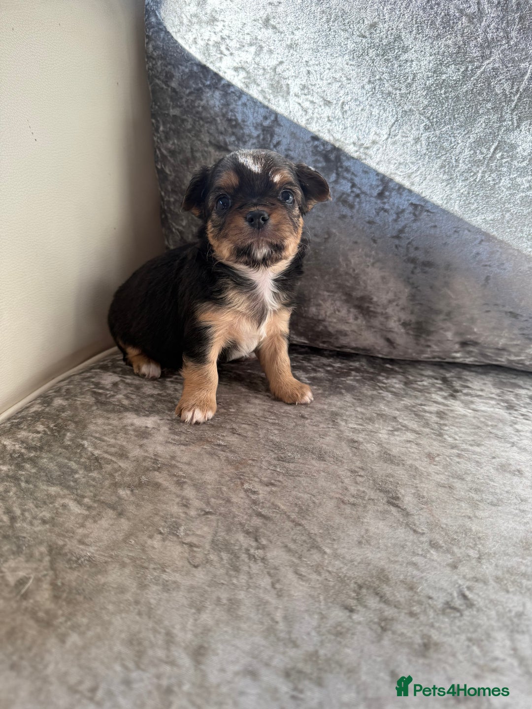 Chihuahua dogs for sale: Exquisite Chihuahua puppies ready now  - Image 7