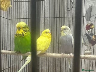 Mixed Breed birds 3 Beautiful mixed budgies - Advert 5