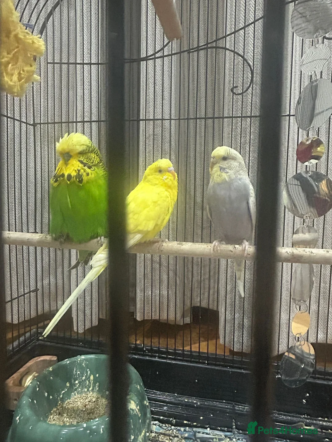 Mixed Breed birds for sale: 3 Beautiful mixed budgies  - Advert 1