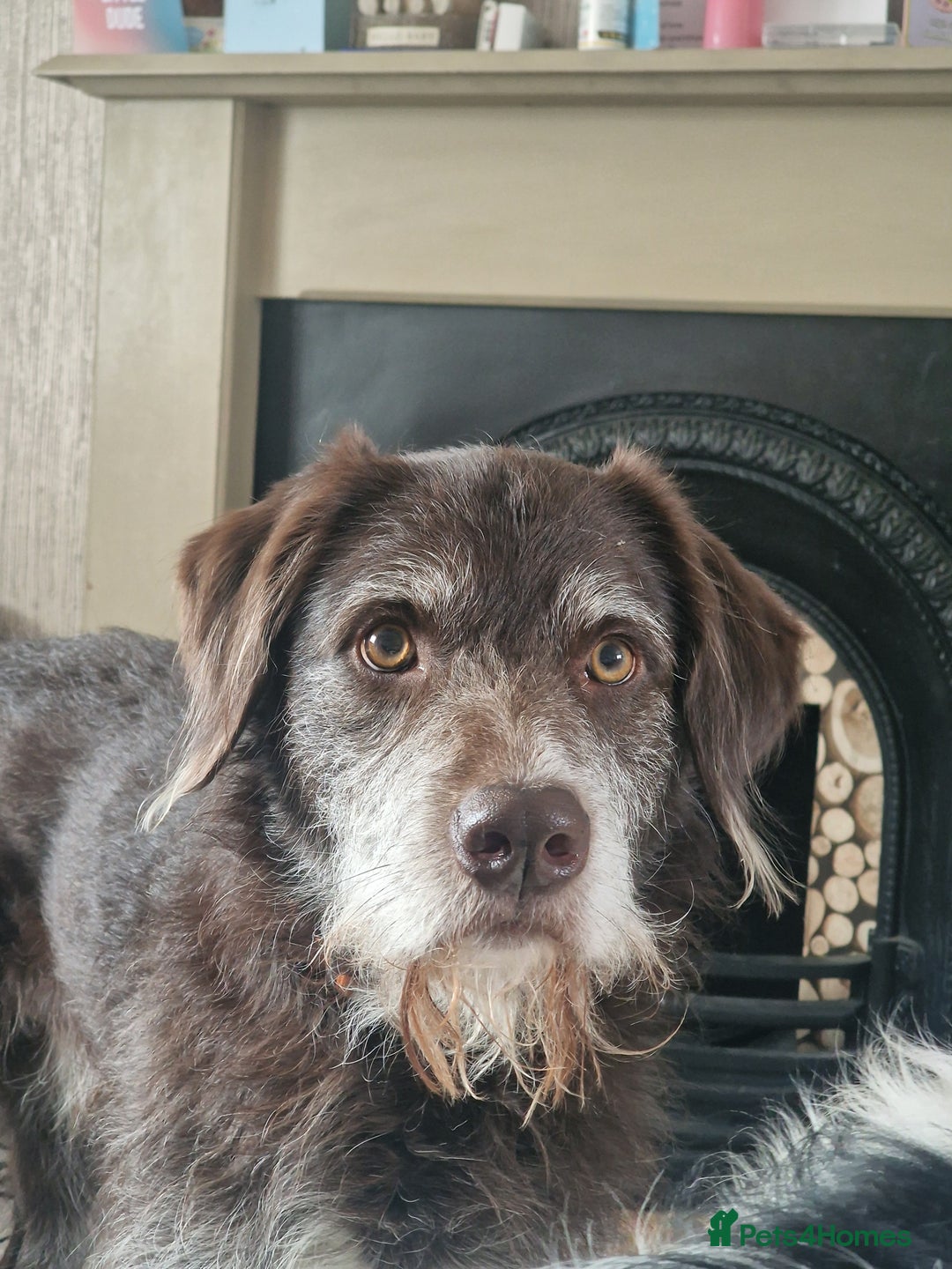 Mixed Breed dogs for sale: Dog for rehoming - Advert 9