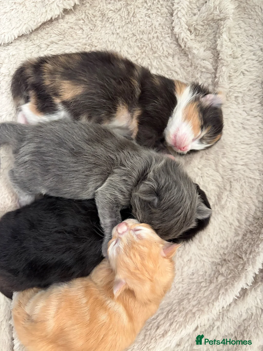Maine Coon cats for sale: Maincoone kittens ready to reserve  - Advert 15