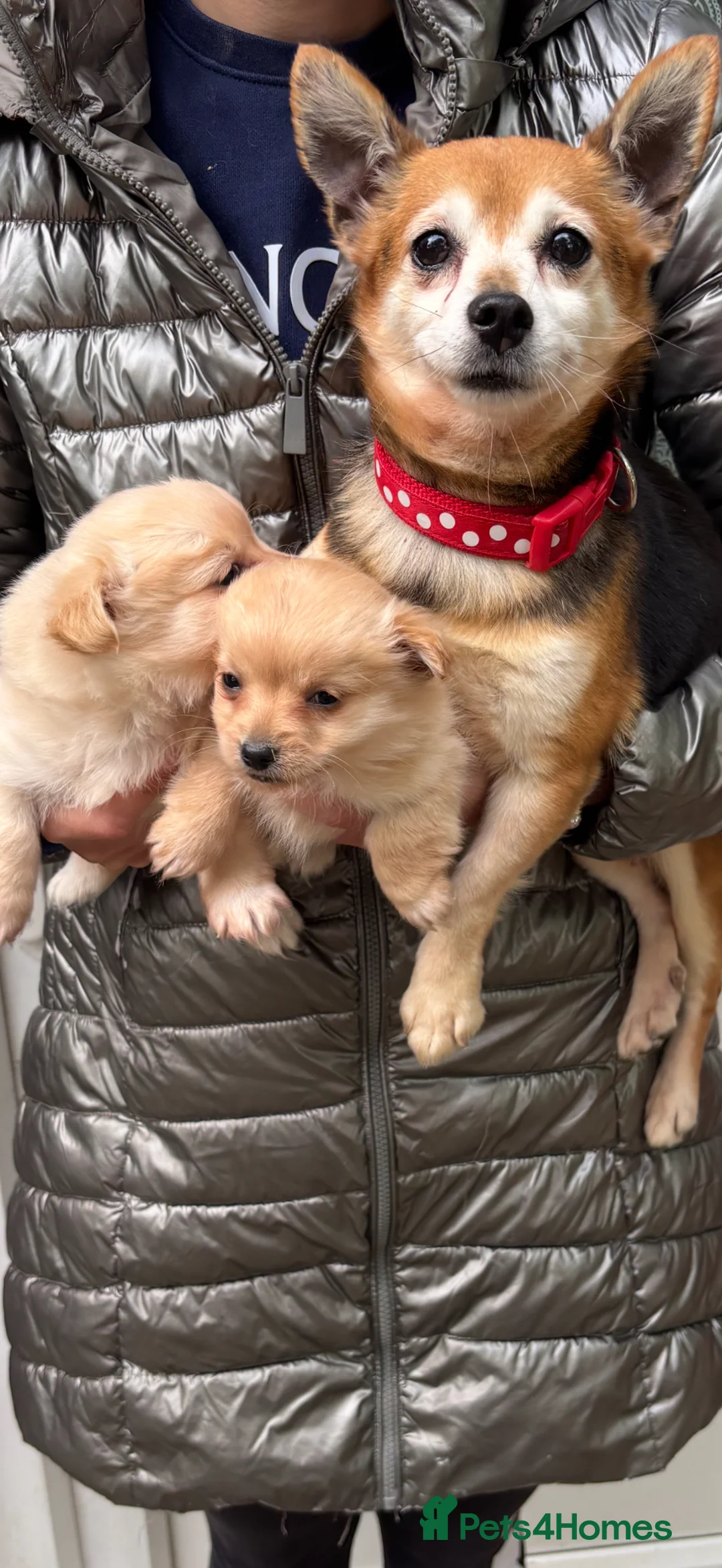 Pomchi dogs for sale: Chihuahua x Pomeranian  in Tilbury - Advert 1