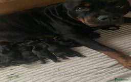 Rottweiler dogs for sale: Rottweiler  - Image 2