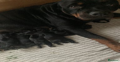 Rottweiler dogs - Advert 5