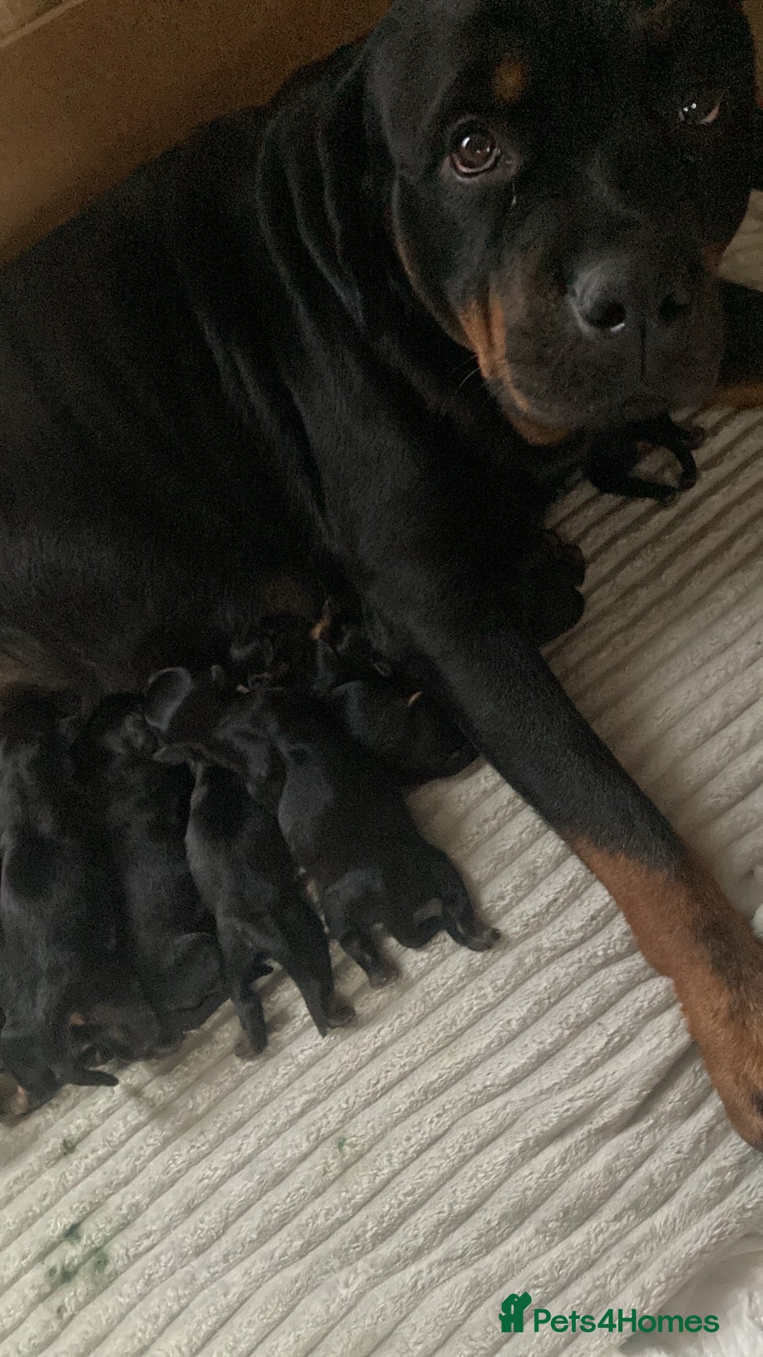 Rottweiler dogs for sale: Rottweiler  - Image 2