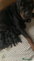 Rottweiler dogs - Advert 4