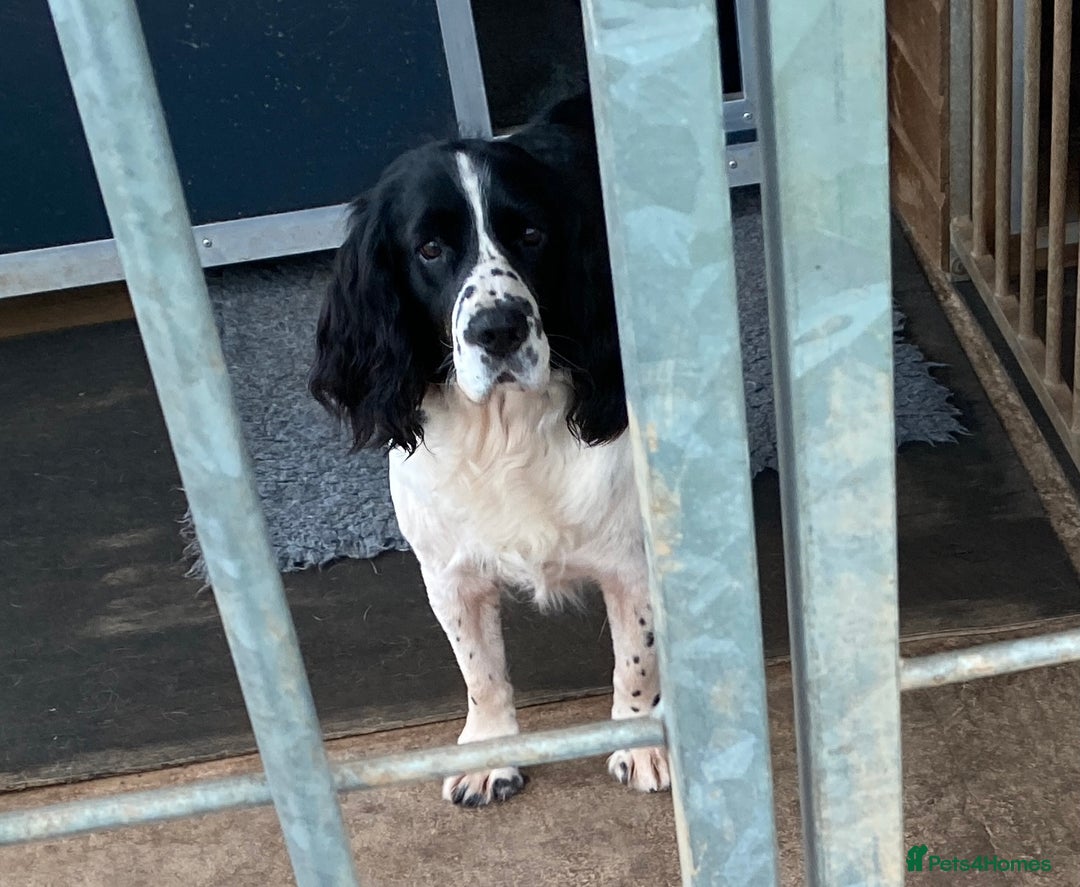English Springer Spaniel dogs for sale: Family bred and home reared.  - Image 6