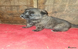 Belgian Shepherd Dog dogs for sale: DUTCH SHEPARD PUPPIES 1 MALE  - Image 10