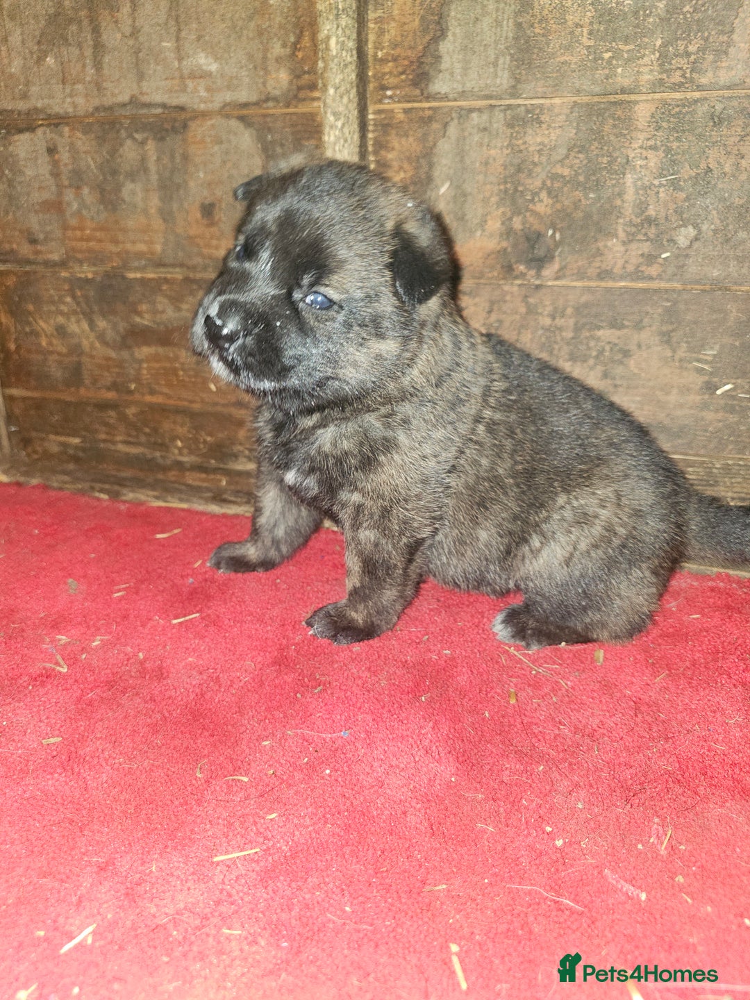 Belgian Shepherd Dog dogs for sale: DUTCH SHEPARD PUPPIES 1 MALE  - Image 10