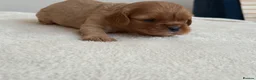 Cavalier King Charles Spaniel dogs for sale: 🧡One Ruby male KC & extensively Health tested - Advert 9