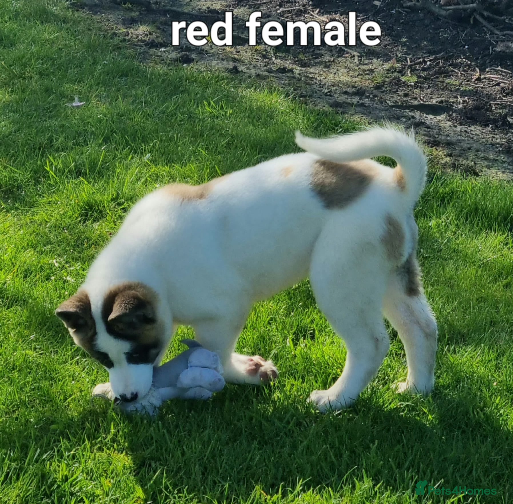 Akita dogs Akita pup READY  - Advert 3