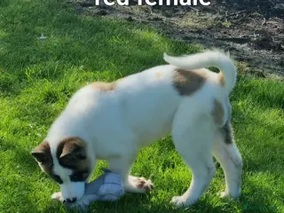 Akita dogs Akita pup READY - Advert 3