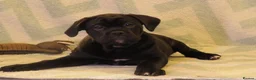 Cane Corso dogs for sale:  Health-Tested Cane Corso Puppies 🐾 - Advert 17