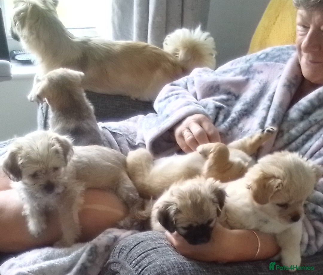 Maltipoo dogs for sale: Maltipoo - Image 3