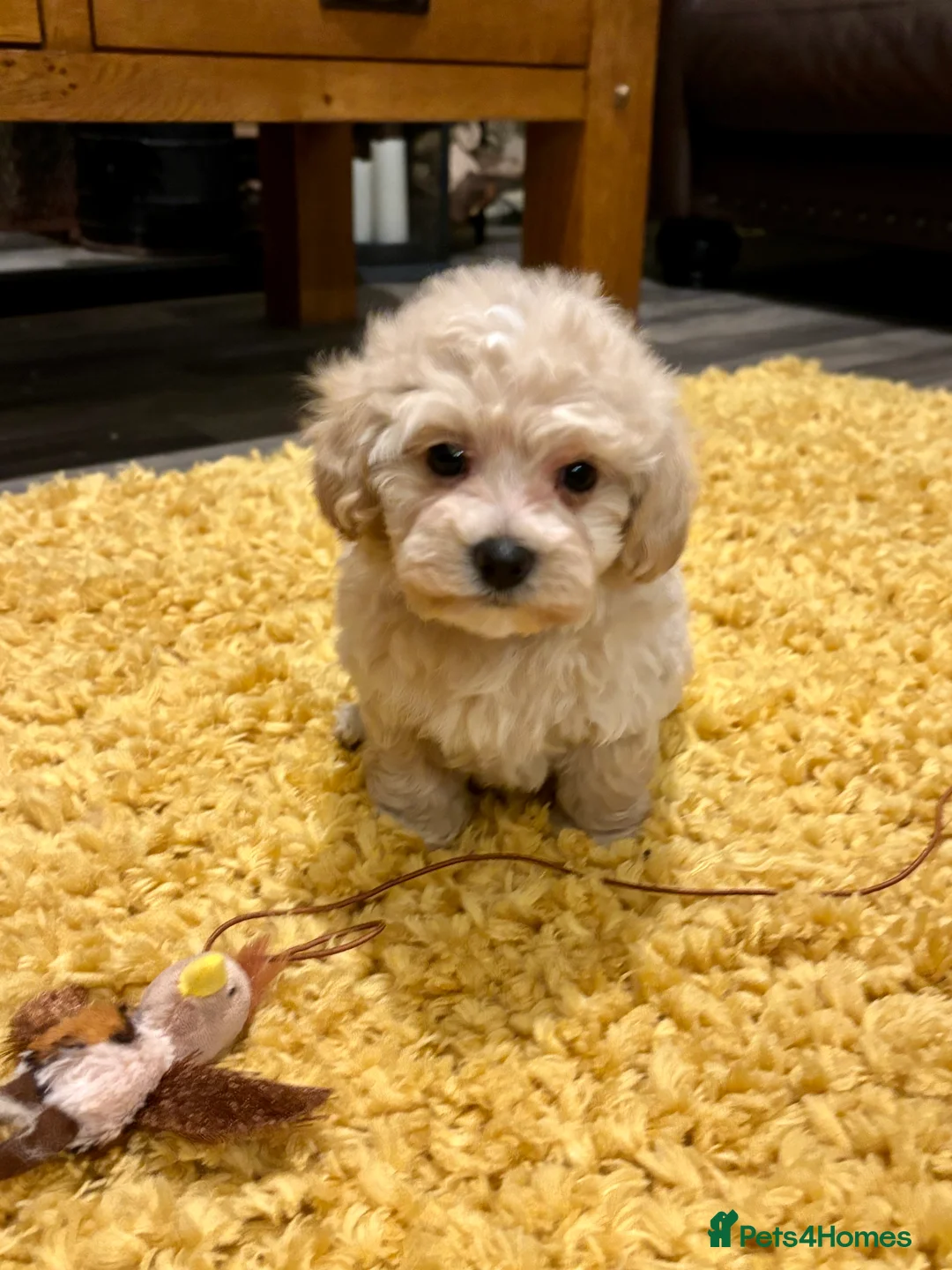Maltipoo dogs for sale: Adorable Toy F1 DNA Tested Parents  - Advert 18