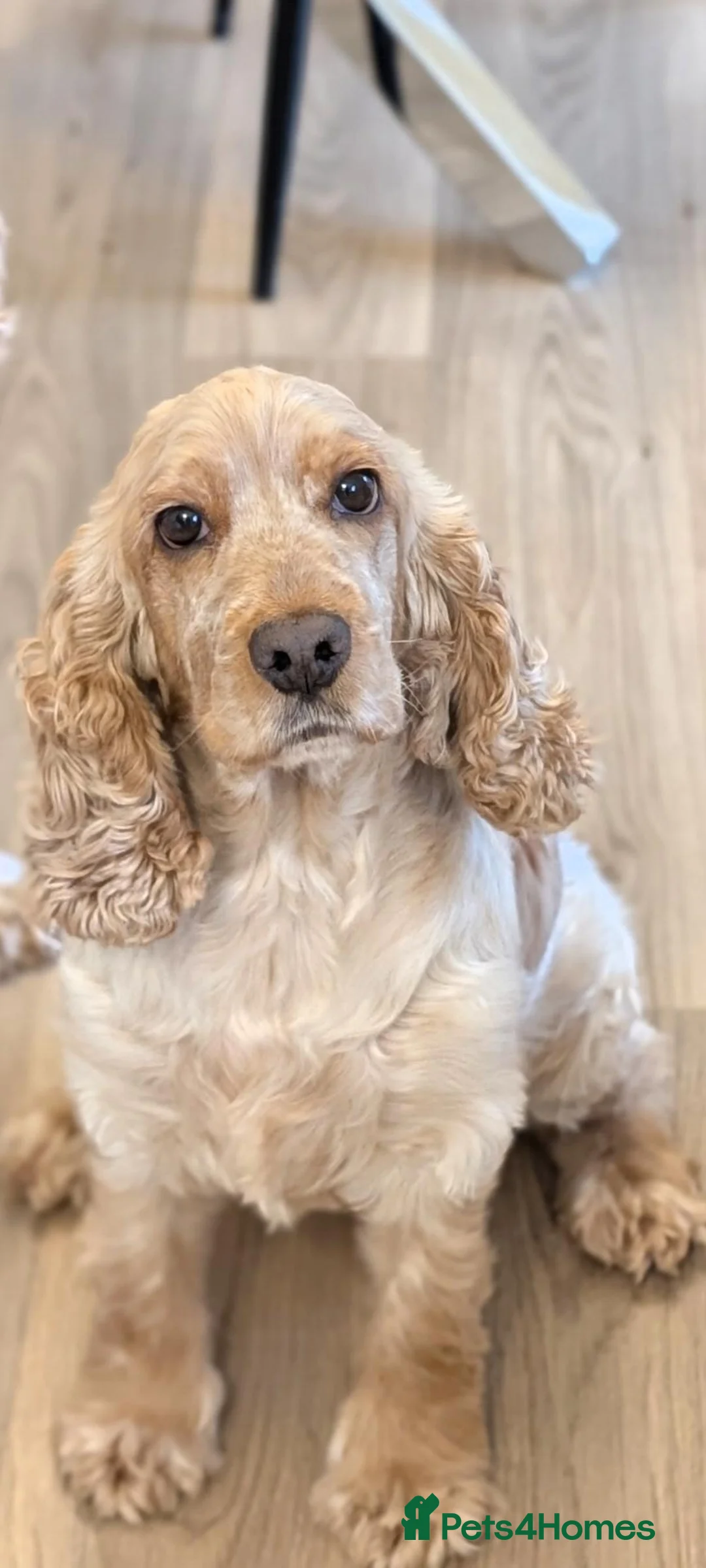 Cocker Spaniel dogs for sale: Orange Roan Show Cocker Pups - Advert 2