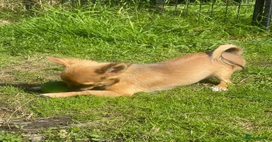 Chihuahua dogs - Advert 2
