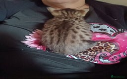 Savannah cats for sale: Gorgeous girl F4 Savannah  - Image 4