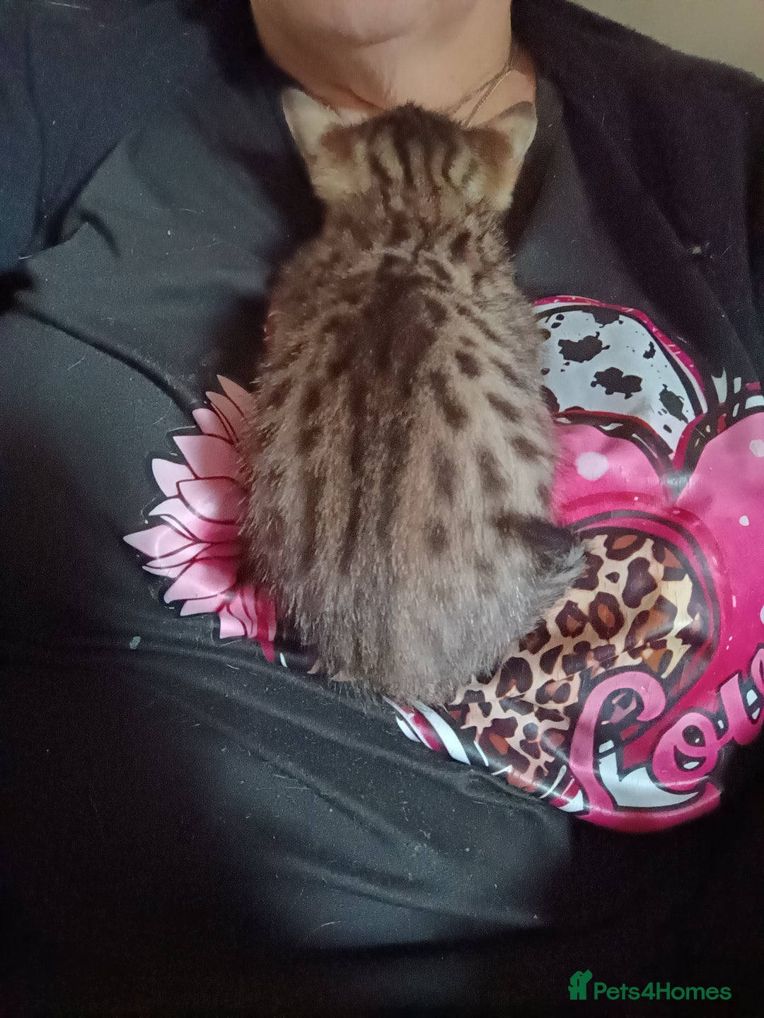 Savannah cats for sale: Gorgeous girl F4 Savannah  - Image 4