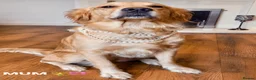 Golden Retriever dogs for sale: Bonellynova Golden Retriever Boys ✨ - Advert 1