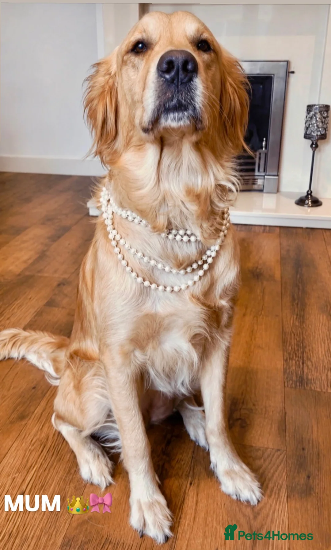 Golden Retriever dogs for sale: Bonellynova Golden Retriever Boys ✨ - Advert 1