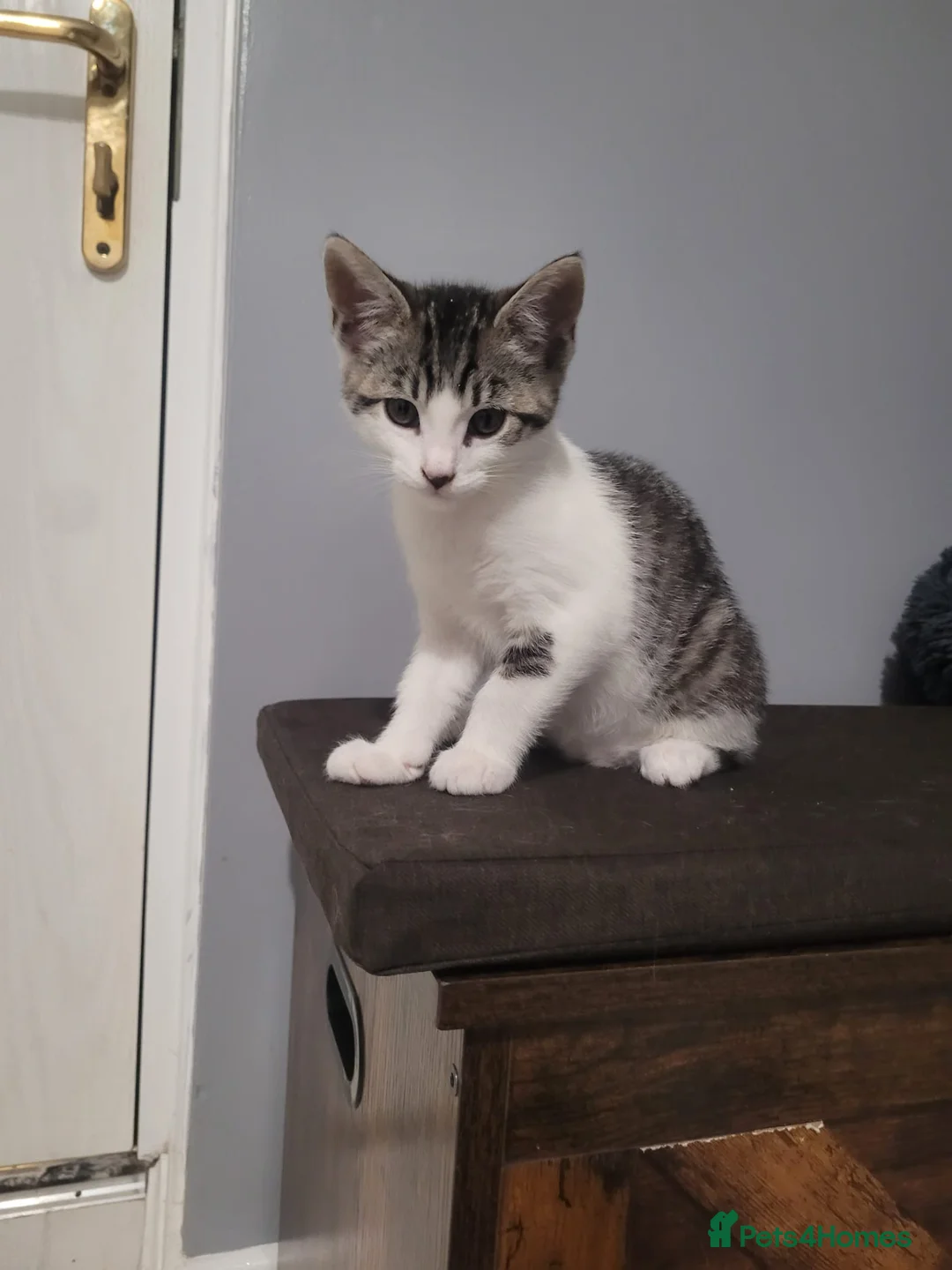 Mixed Breed cats for sale: Beautiful mixed breed kittens for sale - Advert 2