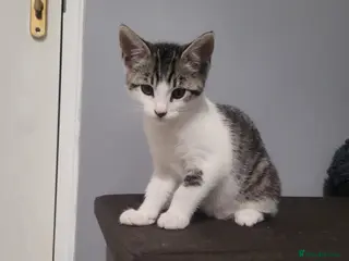 Mixed Breed cats Beautiful mixed breed kittens for sale - Advert 16