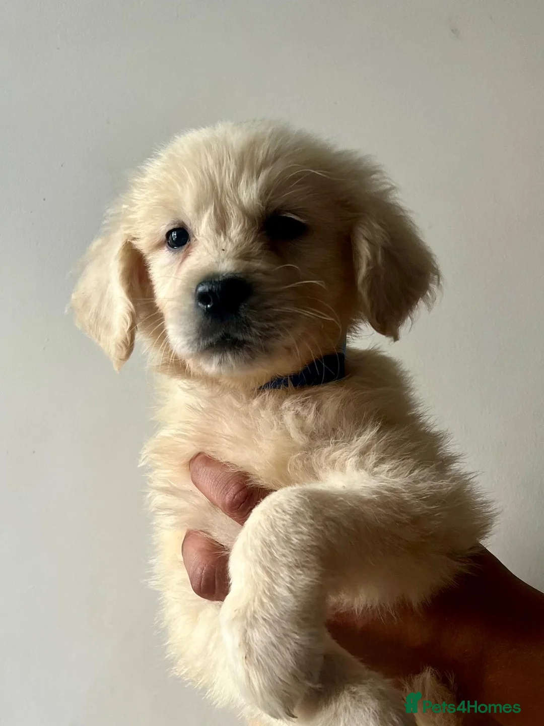 Golden Retriever dogs for sale: Stunning English cream golden retriever puppies in Rainham - Advert 2