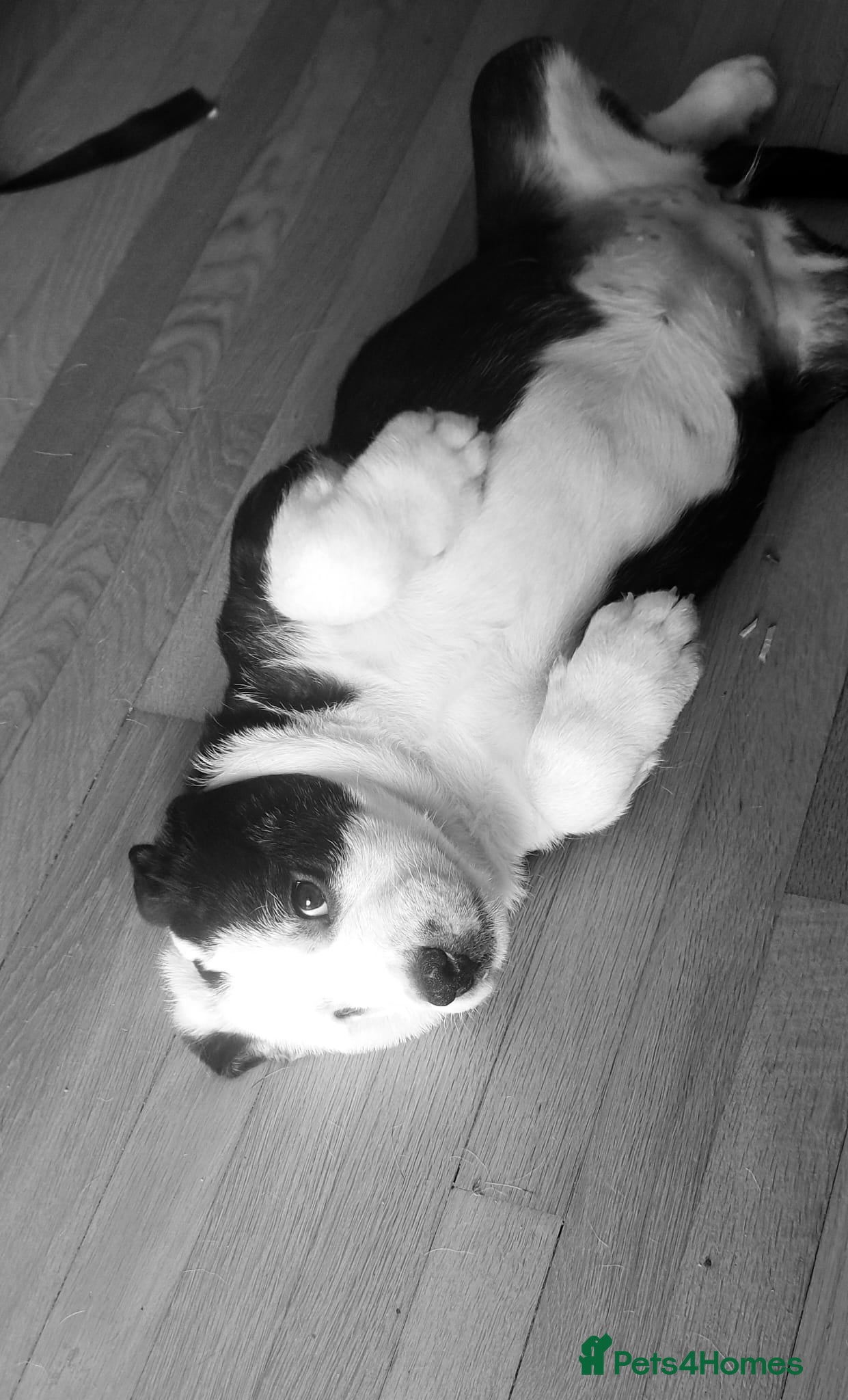 Mixed Breed dogs for sale: 2 yr old female Bulldog/Old English Sheepdog Mix - Advert 16