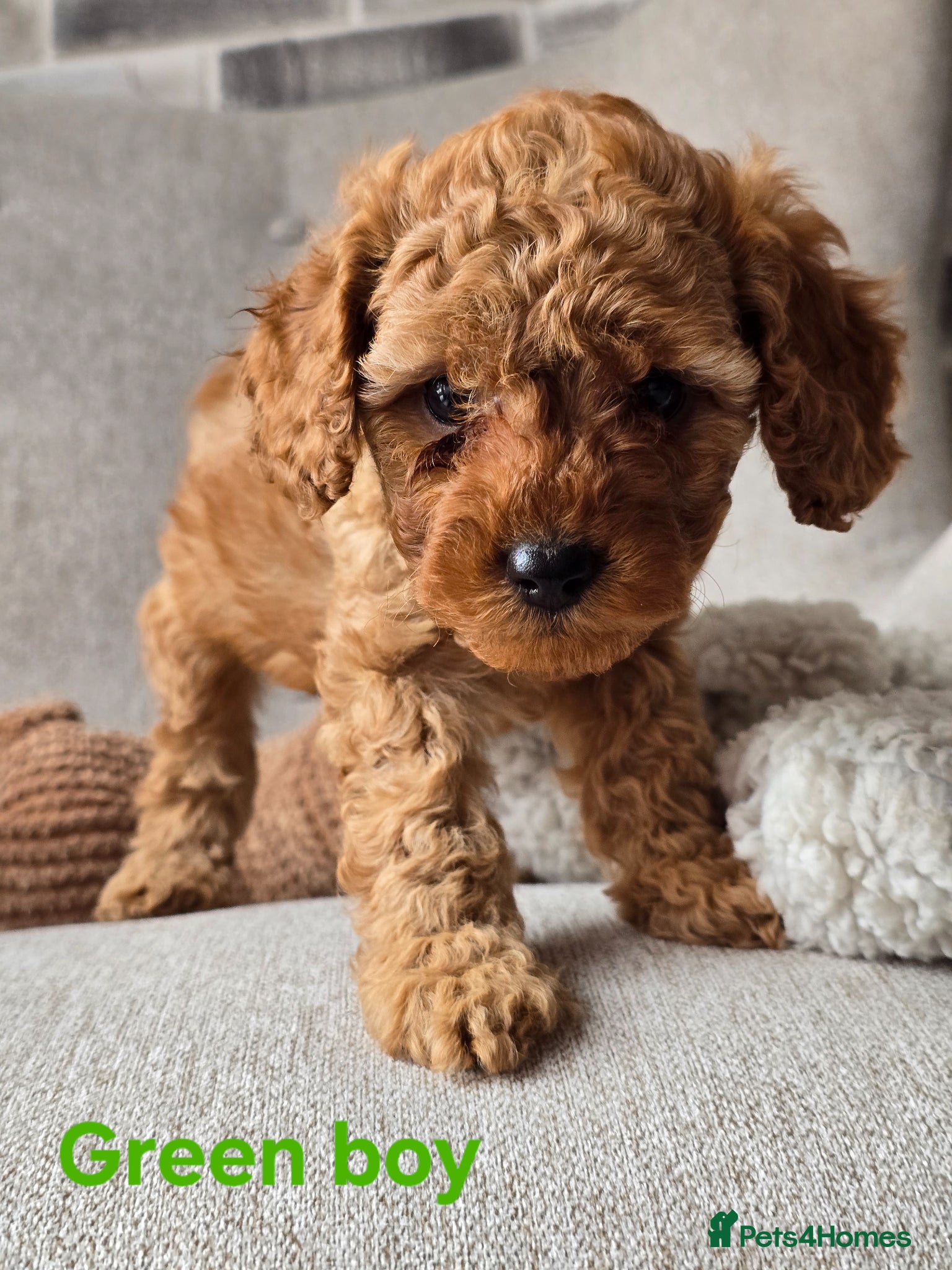 Cavapoo dogs 💥Cavapoo F1b💥 DNA tested  - Advert 2