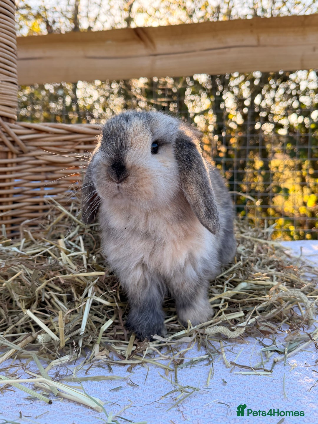 Mini Lop rabbits for sale: Mini Lop bunnies  - Advert 25
