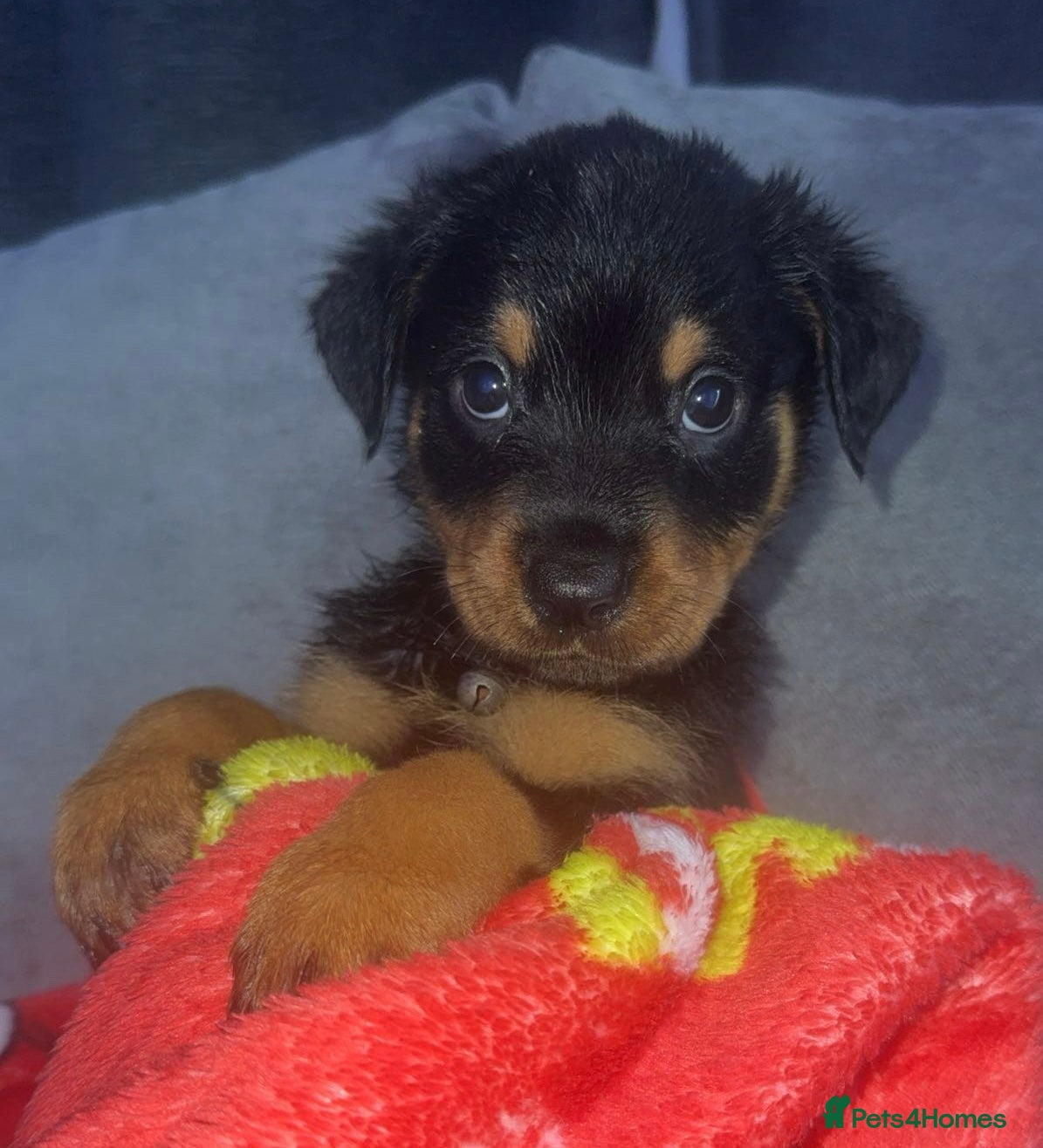 Rottweiler dogs Male rottweilwr puppy looking for a forever home - Advert 8